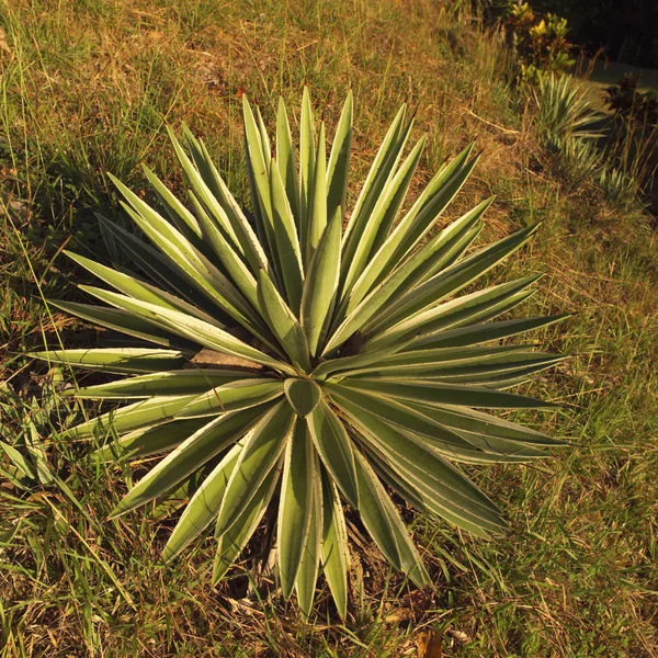 Planta Costa Rica — Fotografia de Stock