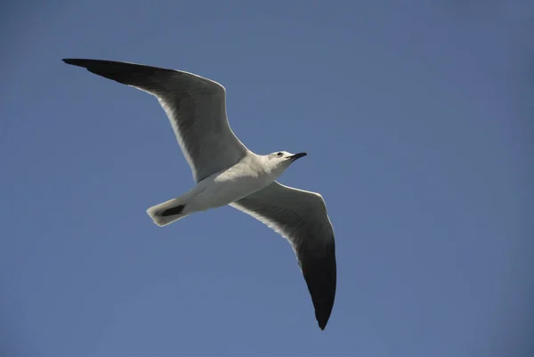 空を飛ぶカモメ — ストック写真