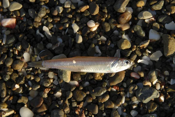 Fische Wasser — Stockfoto