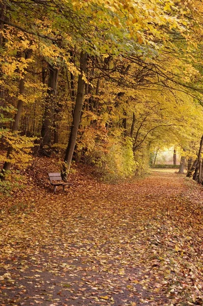 Свет Конце Леса Осенью — стоковое фото