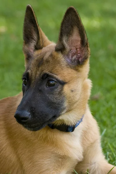 Malinois Valp Äng — Stockfoto