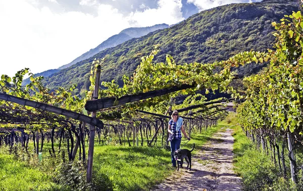 Виноградарство Трамине — стоковое фото
