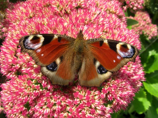 Барвистий Європейський Метелик Павича Inachis Зеленій Квітці — стокове фото