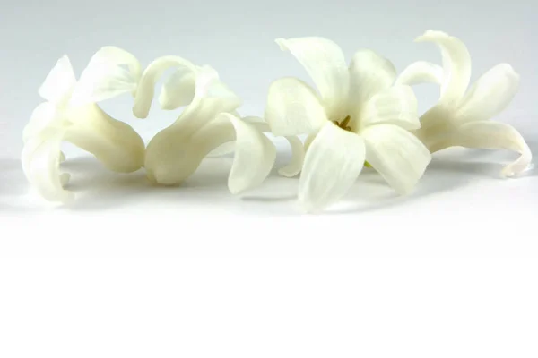 Hyacinth Header Spring White Background — Stock Photo, Image