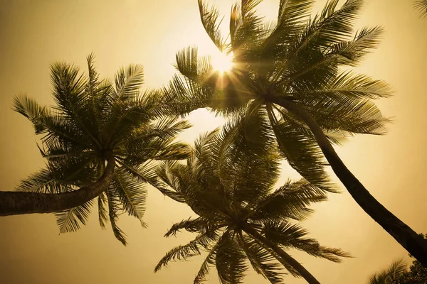 Tropikal Plaj Bazı Palmiye Ağaçları Ile Güneş Işınları — Stok fotoğraf