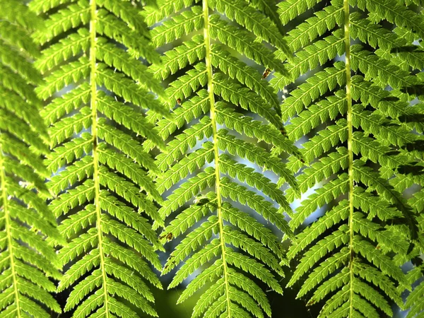 Folhas Verdes Samambaia — Fotografia de Stock