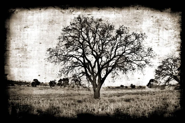 Стареющий Бумажный Фон Деревом — стоковое фото