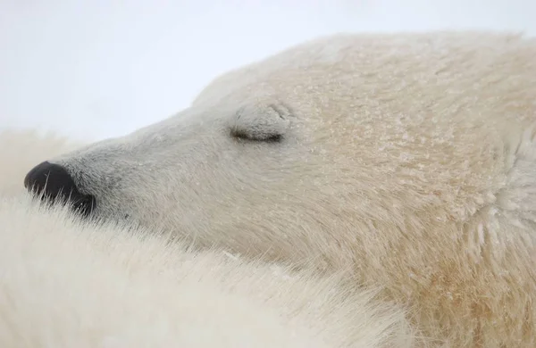 Orso Polare Bianco Animali Selvatici — Foto Stock