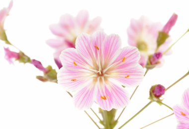 pink bitterwurz (lewisia section cotyled clipart