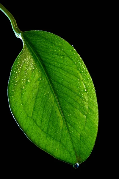 Γυαλιστερό Πράσινο Φύλλο Μαύρο Φόντο — Φωτογραφία Αρχείου