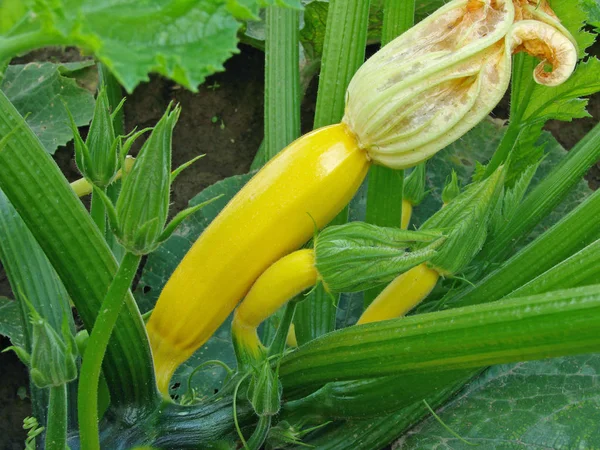 yellow marrows growing on the vegetable bed