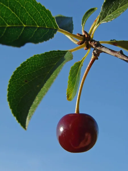 Rijp Kersenfruit Met Bladeren Tegen Blauwe Lucht — Stockfoto