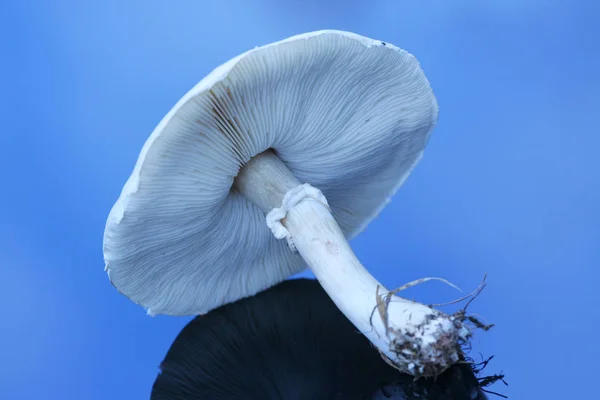 Large White Mushroom Reflective Surface — Stock Photo, Image