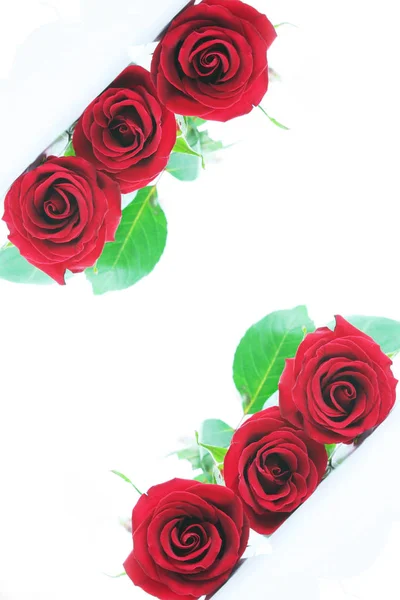 Três Rosas Vermelhas Isoladas Branco Anglados — Fotografia de Stock