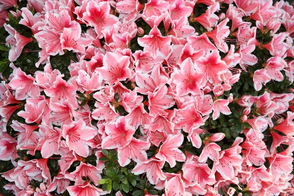 Flores Rojas Blancas —  Fotos de Stock