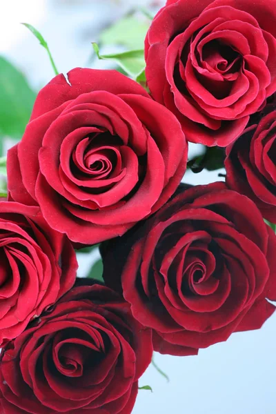 Τρία Κόκκινα Τριαντάφυλλα Που Απομονώνονται Αντανακλαστική Επιφάνεια — Φωτογραφία Αρχείου