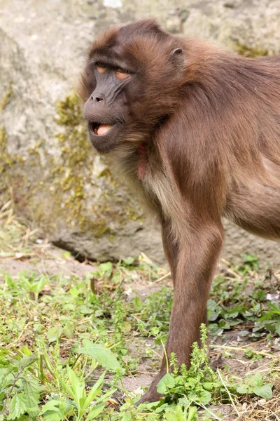 Primer Plano Los Animales Zoológico — Foto de Stock