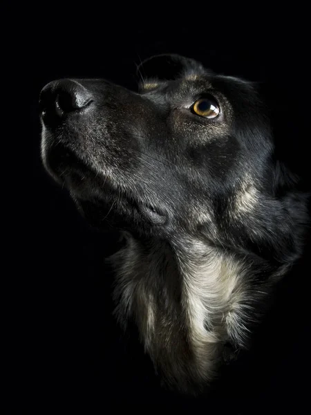 Retrato Cão Bonito — Fotografia de Stock