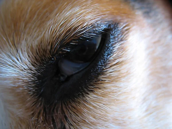 Close Olho Beagle Pêlo Facial — Fotografia de Stock