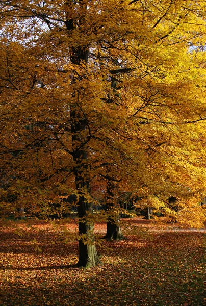 Vacker Natur Skogen — Stockfoto