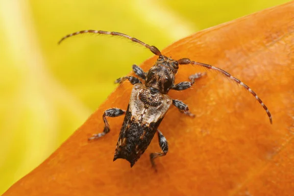 Closeup Bug Wild Nature — Stock Photo, Image