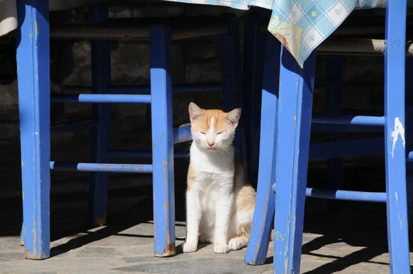 Gatto Giocoso Divertente Animale Animale Domestico Concetto — Foto Stock