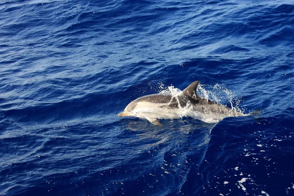 Dolfijnen Aquatische Vis Dier — Stockfoto