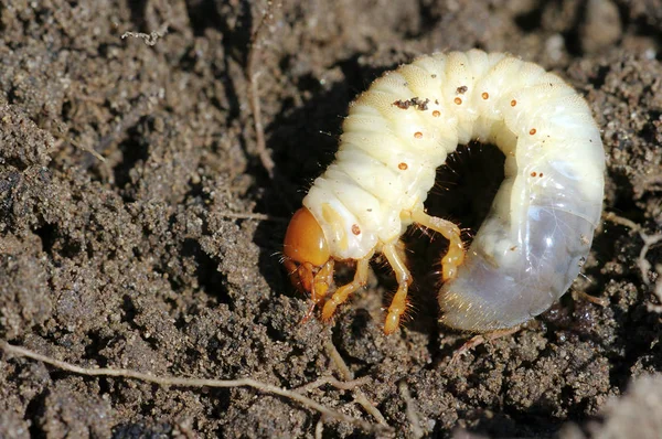 Närbild Insekter Vild Natur — Stockfoto