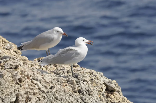 Aussichtsreiche Aussicht Auf Schöne Vögel Der Natur — Stockfoto