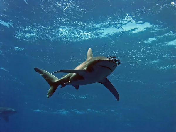 红海中的两条海峰鲨鱼 长尾鲨 — 图库照片