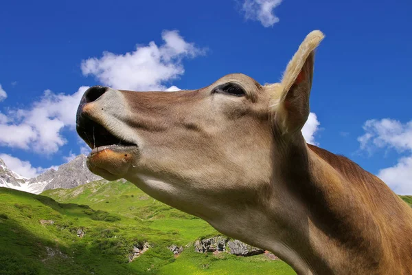 Krowa Pastwisku Alpejskim — Zdjęcie stockowe