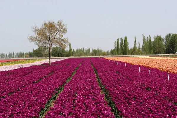 Gyönyörű Kilátás Nyílik Természetes Tulipán Virágok — Stock Fotó