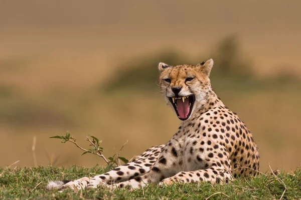 Gepard Kot Lampart Zwierzę — Zdjęcie stockowe