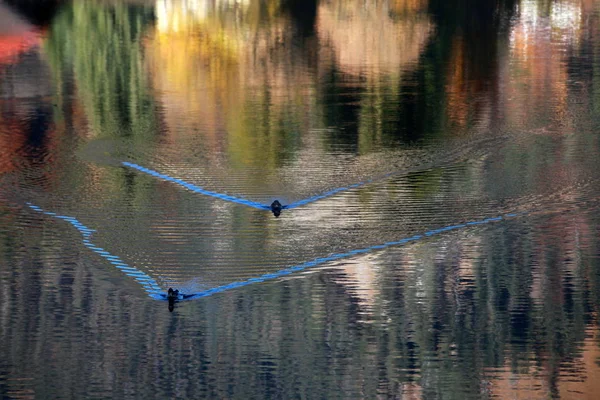 色とりどりの紅葉が美しい — ストック写真