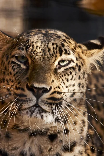 Leopárd Ragadozó Nagy Macska — Stock Fotó