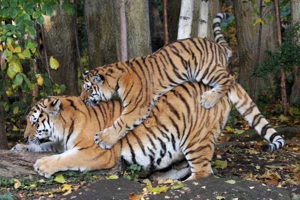 Predador Felino Tigre Selvagem — Fotografia de Stock