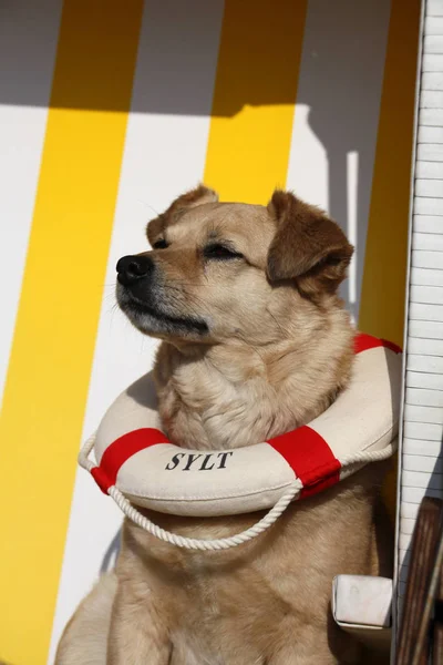 Portrait Cute Dog — Stock Photo, Image