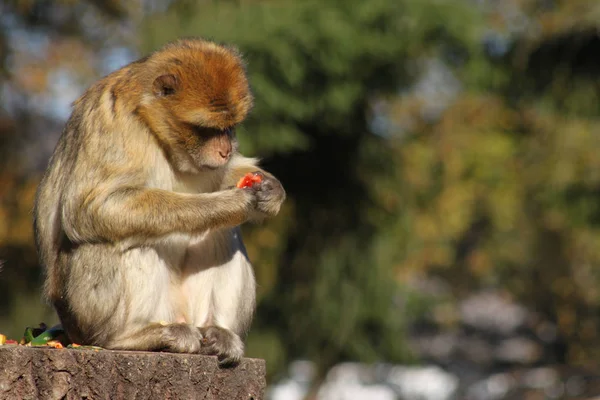 Adorable Écureuil Animal Rongeur — Photo