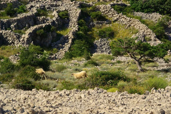 Ξηρό Τοίχο Stara Baska Ξηρό Πέτρινο Τοίχο Stara Baska — Φωτογραφία Αρχείου