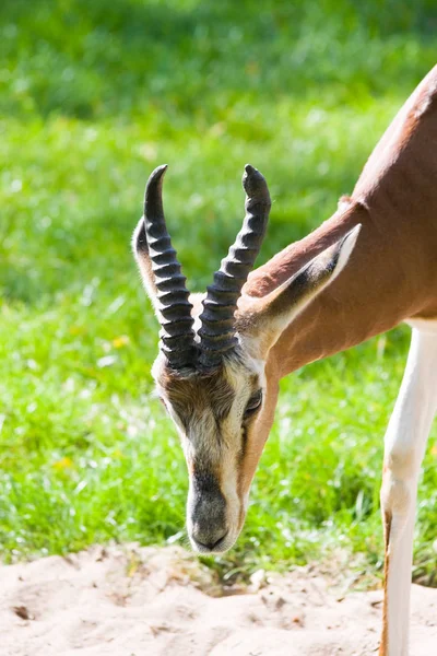 Kopyta Přírodě Savannah Gazelle — Stock fotografie