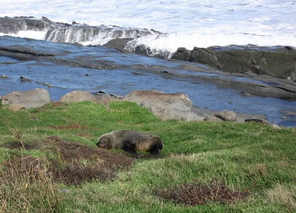 Robben Cape Palliser — Foto Stock