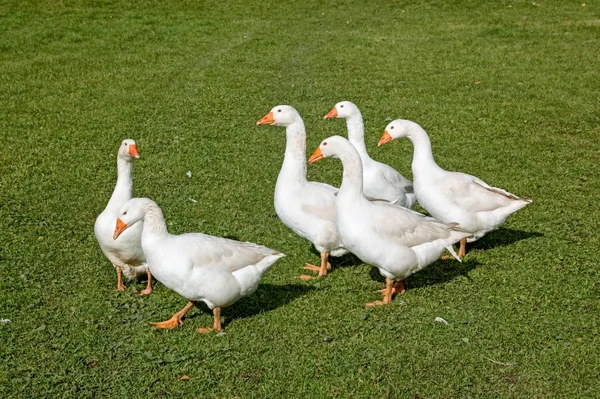 Festői Kilátás Gyönyörű Madár Természetben — Stock Fotó