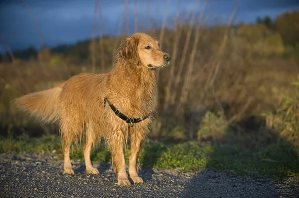 Wet Dog Posed Afternoon Light — Stock Photo, Image