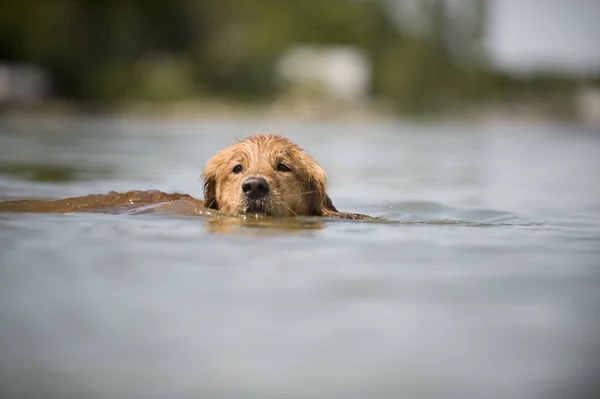 Cani Nuotano Nel Lago — Foto Stock