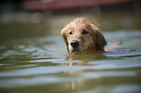 Cane Nuota Destra Della Fotocamera — Foto Stock