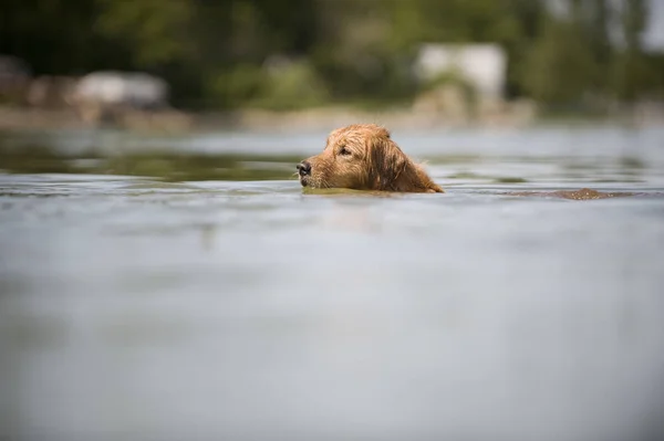 Cane Nuota Attraverso Telaio — Foto Stock