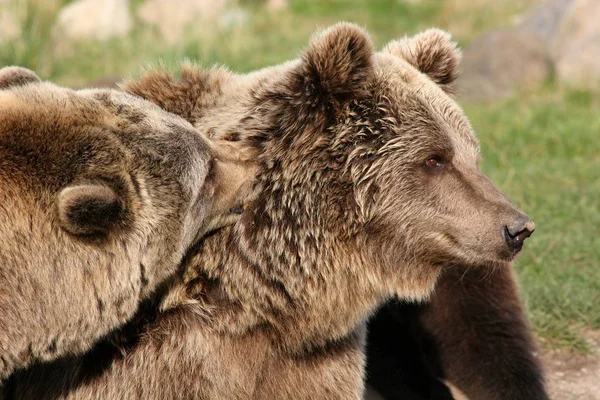 動物や熊や野生動物 — ストック写真