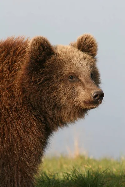 Animali Giovani Attenzione Selettiva — Foto Stock