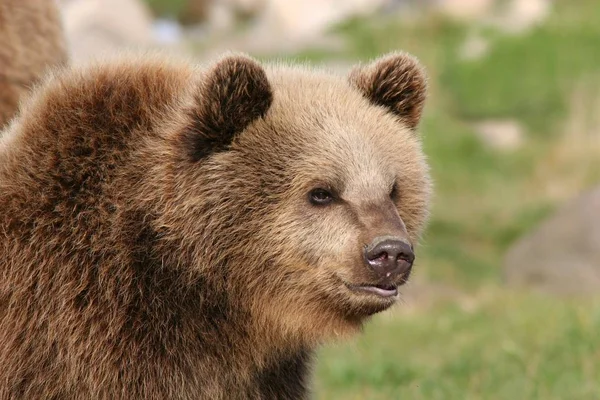 Animali Giovani Attenzione Selettiva — Foto Stock