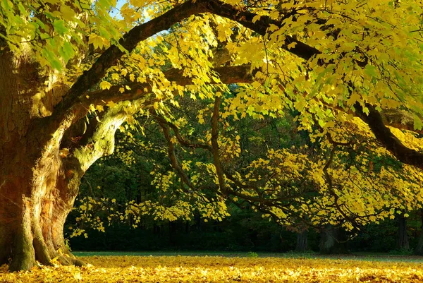 Natur Flora Laub Der Bäume — Stockfoto